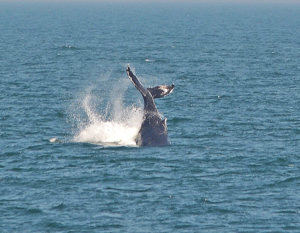 Humpback Whales 13