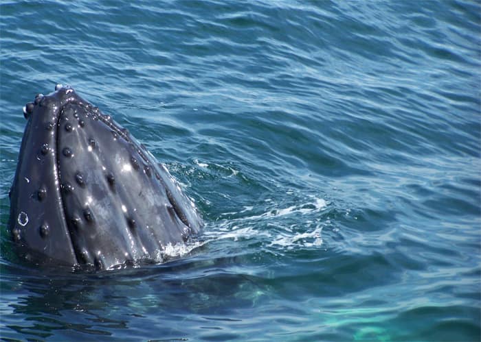 Humpback Whales 3