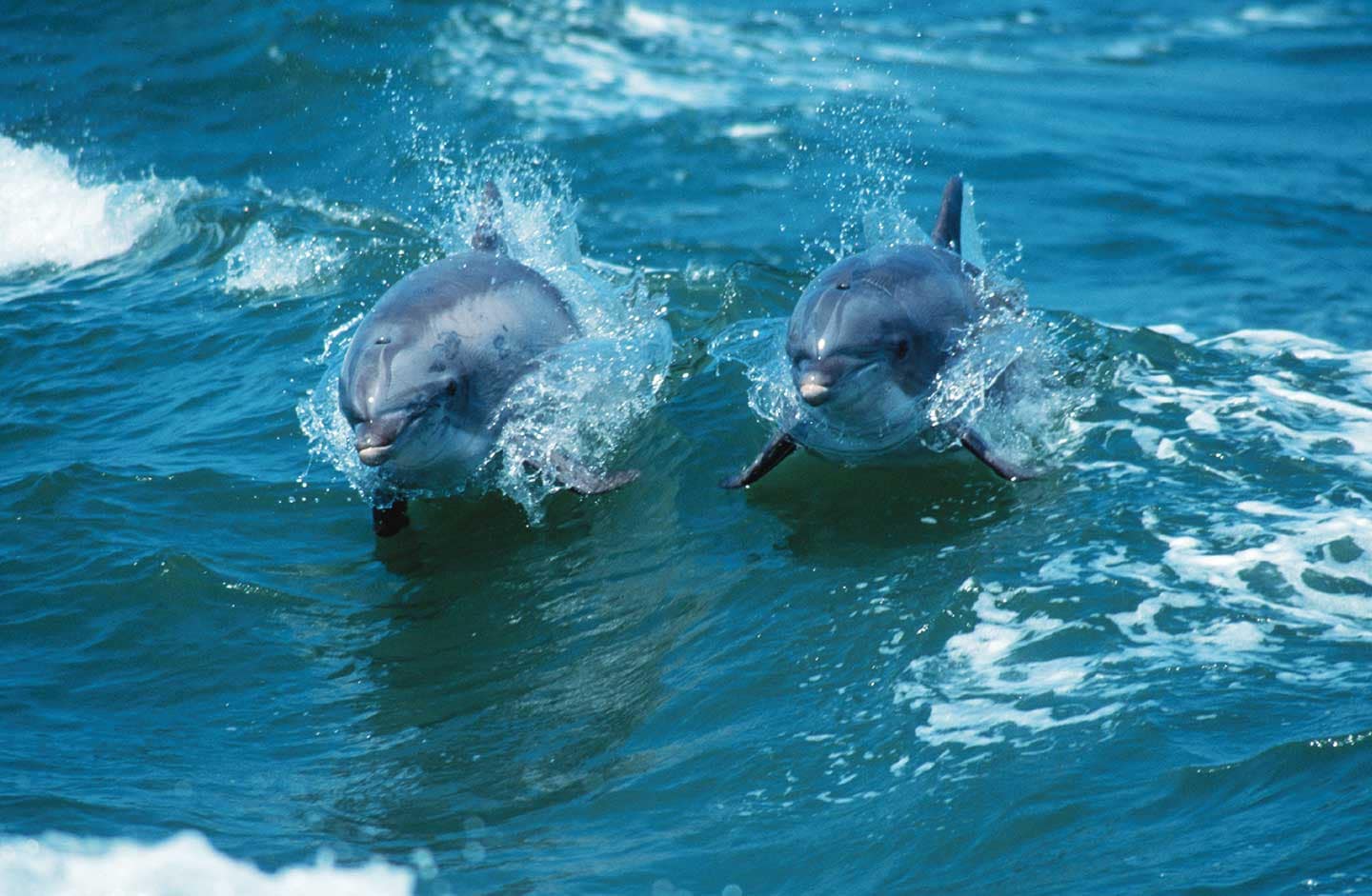 Dolphin Watching