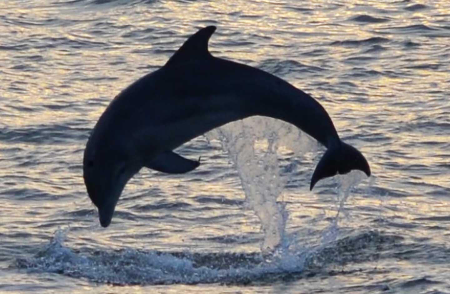 Sunset Dolphin Cruise