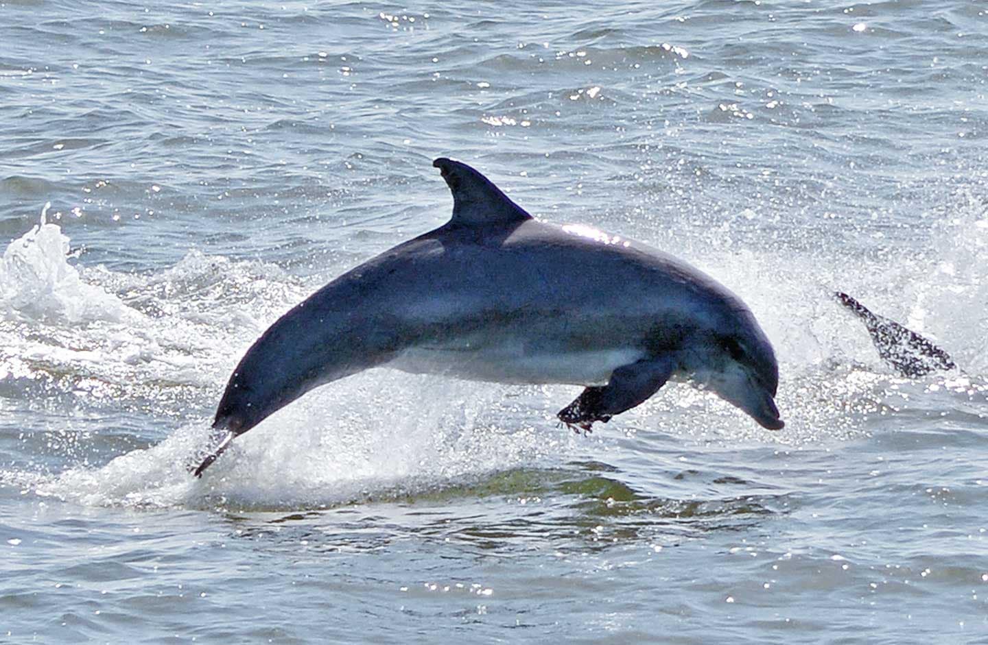 Whale & Dolphin Weekend Cruise