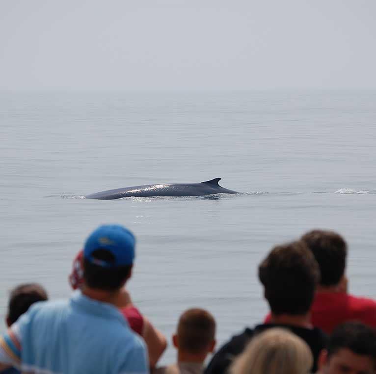 FIN WHALE (BALAENOPTERA PHYSALUS)