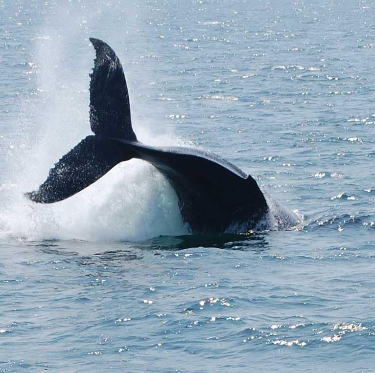HUMPBACK WHALES (MEGAPTERA NOVAEANGLIAE)