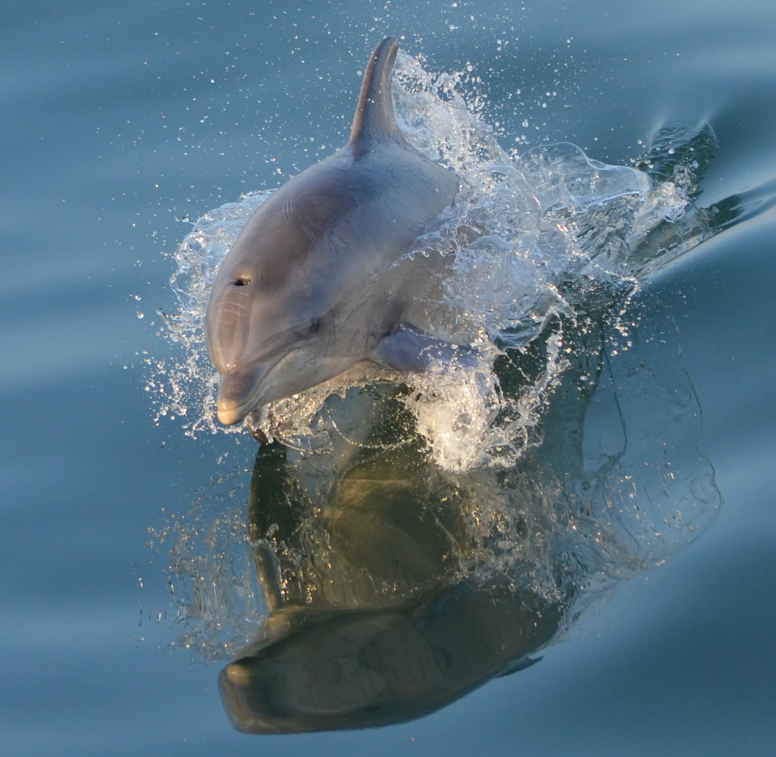 Whale & Dolphin Watching
