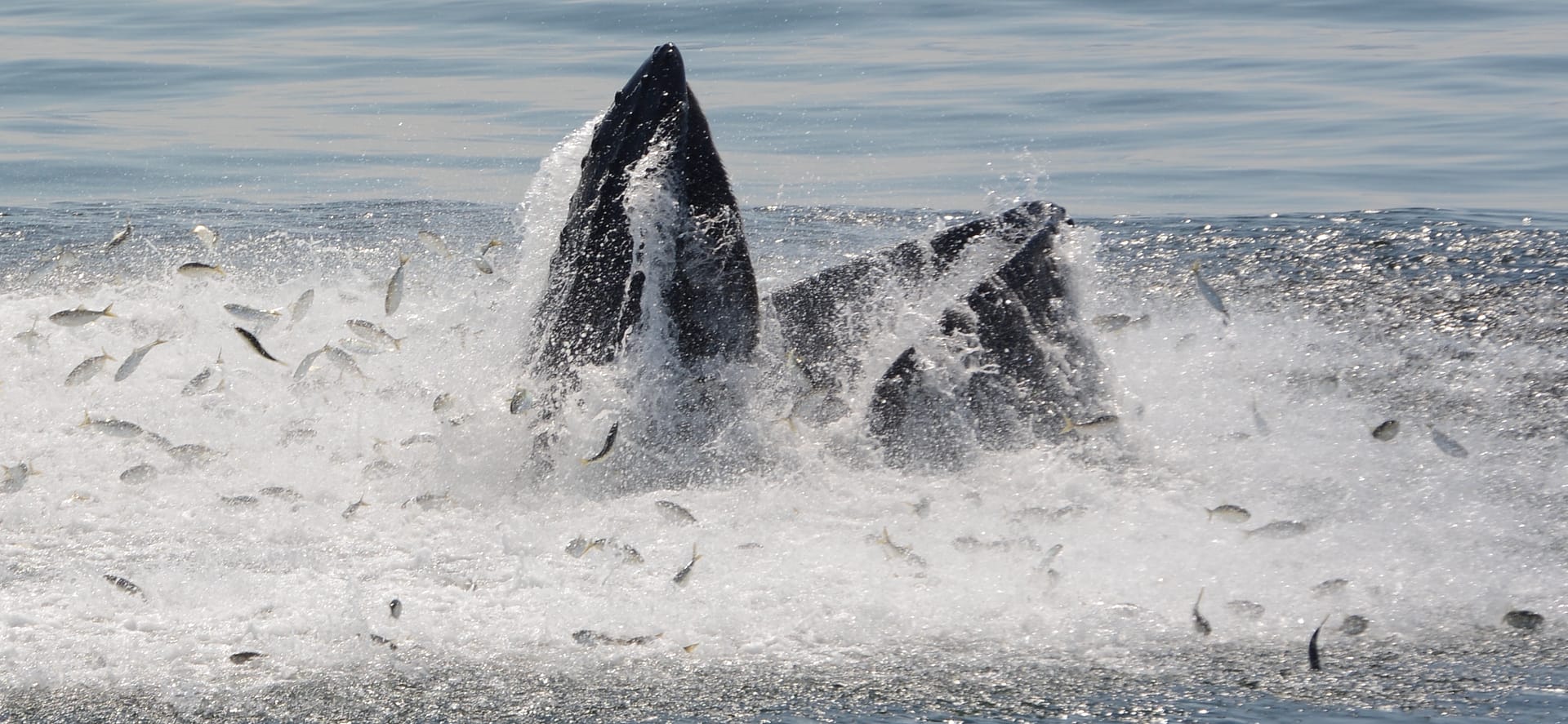 Humpback Whale 17 lunge feeding on bunker
