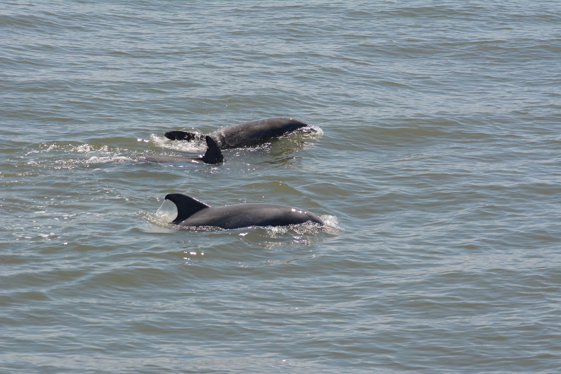 Bottlenose Dolphins 1