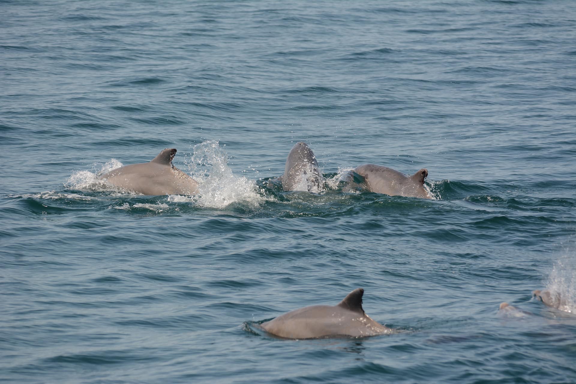 Bottlenose Dolphins 15