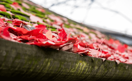 2019 How Falling Leaves Affect Commercial Roof Systems