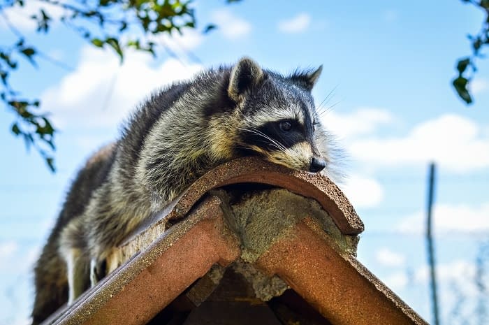 Preventing Animals from Damaging Your Commercial Building - Joe Hall ...